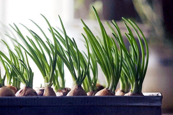 We make onion forcing on a feather using a simple technology