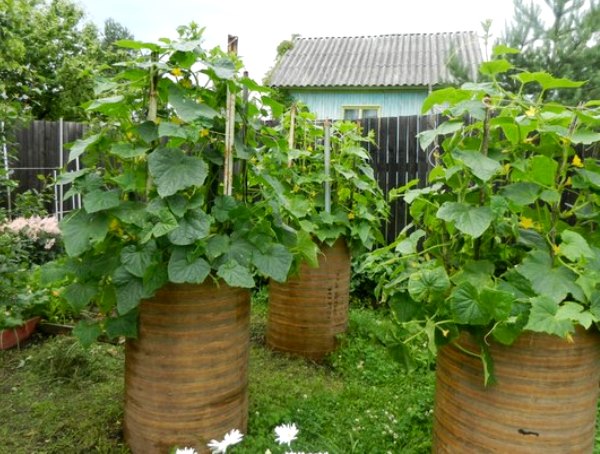 We make vertical beds for cucumbers with our own hands