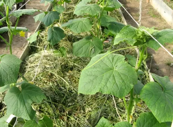 We make vertical beds for cucumbers with our own hands