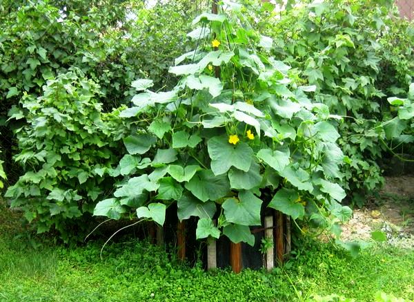 We make vertical beds for cucumbers with our own hands