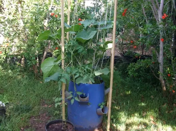 We make vertical beds for cucumbers with our own hands