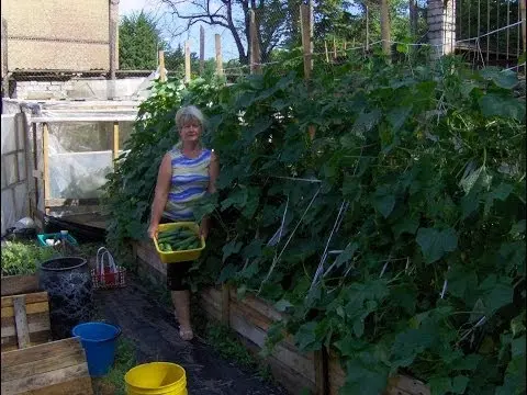 We make vertical beds for cucumbers with our own hands