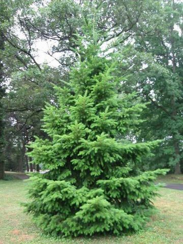 We plant coniferous trees on the site