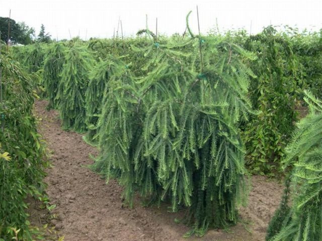 We plant coniferous trees on the site