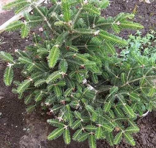 We plant coniferous trees on the site