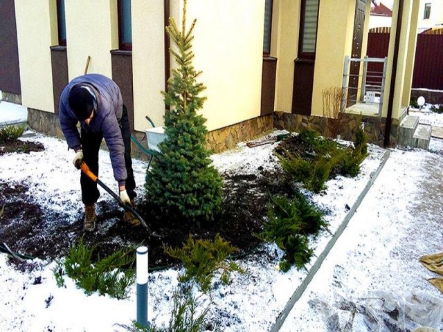 We plant coniferous trees on the site