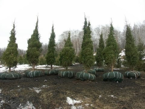 We plant coniferous trees on the site