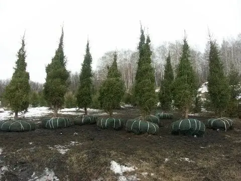 We plant coniferous trees on the site