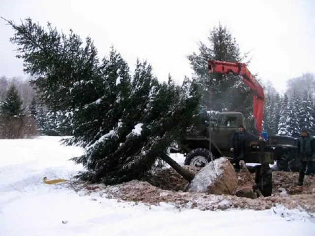 We plant coniferous trees on the site