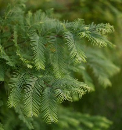 We plant coniferous trees on the site