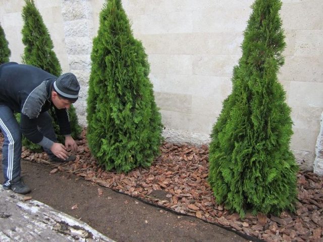 We plant coniferous trees on the site