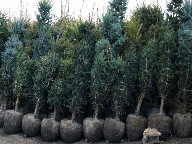 We plant coniferous trees on the site