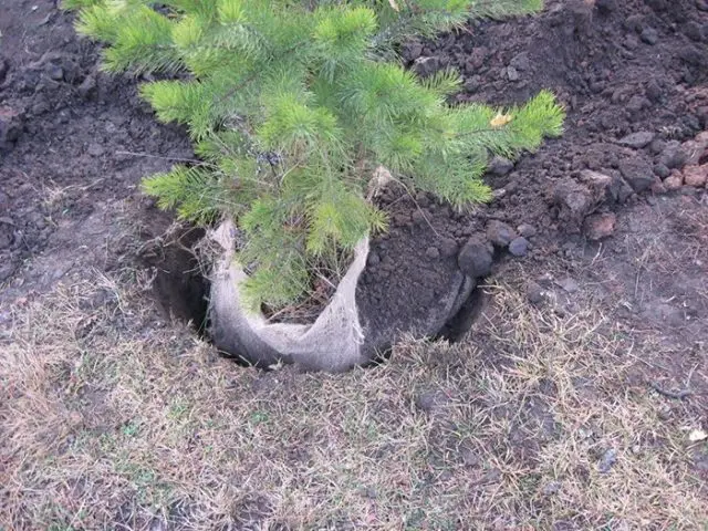 We plant coniferous trees on the site