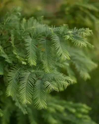 We plant coniferous trees on the site