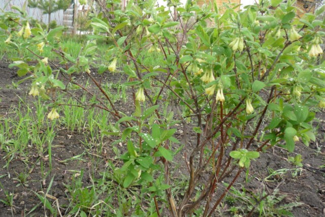 We transplant honeysuckle: in autumn, spring and summer