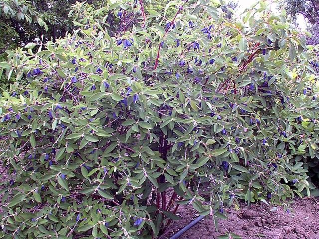 We transplant honeysuckle: in autumn, spring and summer