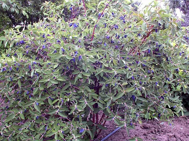 We transplant honeysuckle: in autumn, spring and summer