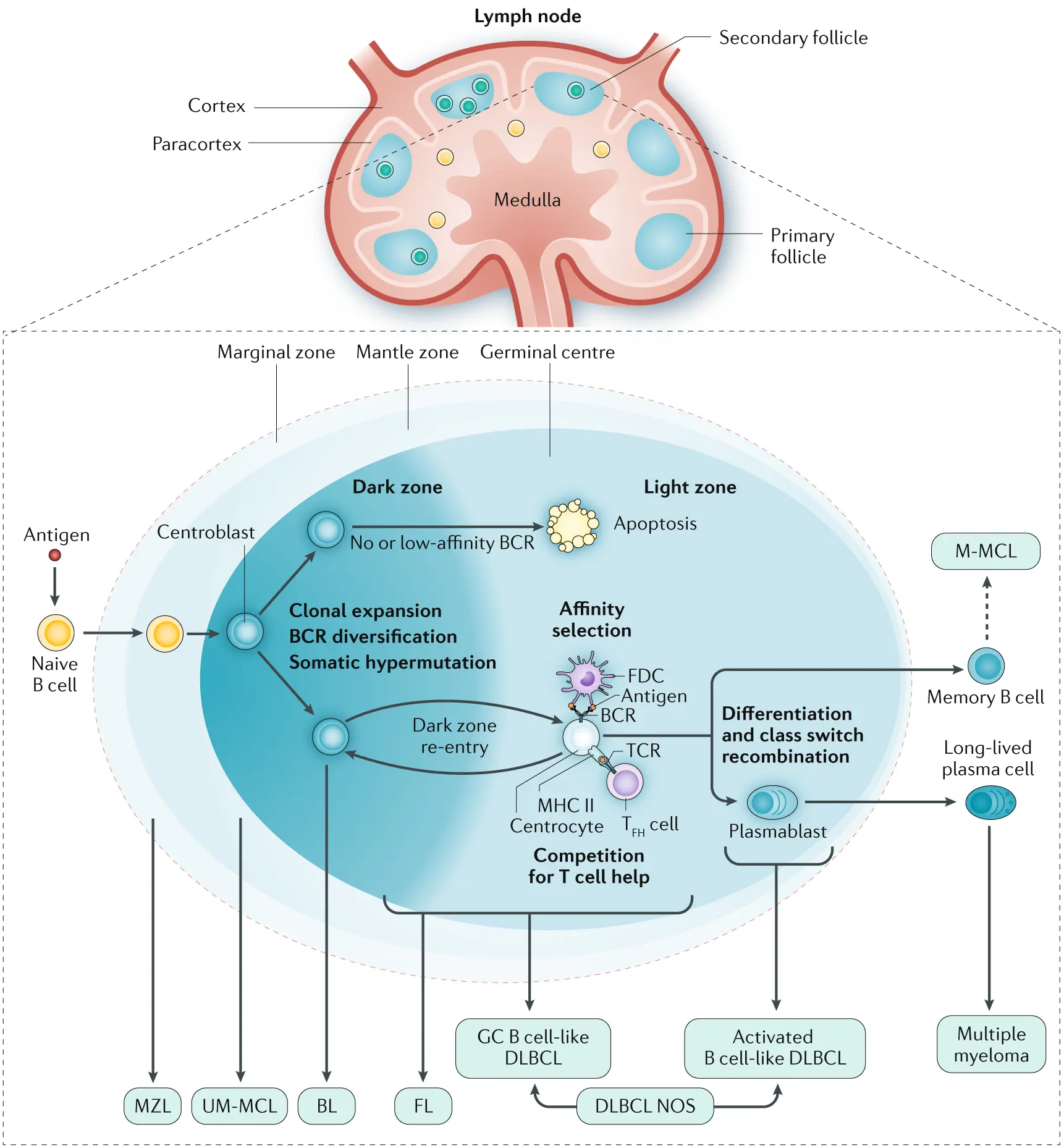 We will expose lymphoma for the seventh time