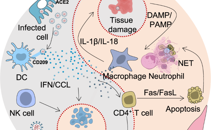 We will not be infected with COVID-19 repeatedly. Thanks to T-type memory lymphocytes, we will gain long-term immunity