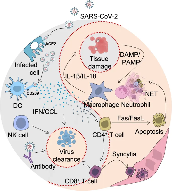 We will not be infected with COVID-19 repeatedly. Thanks to T-type memory lymphocytes, we will gain long-term immunity