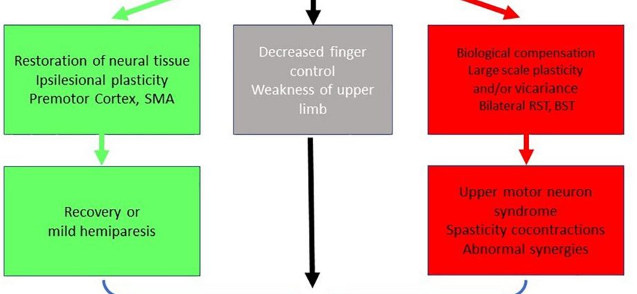 Weakness (paresis) of the limbs &#8211; formation