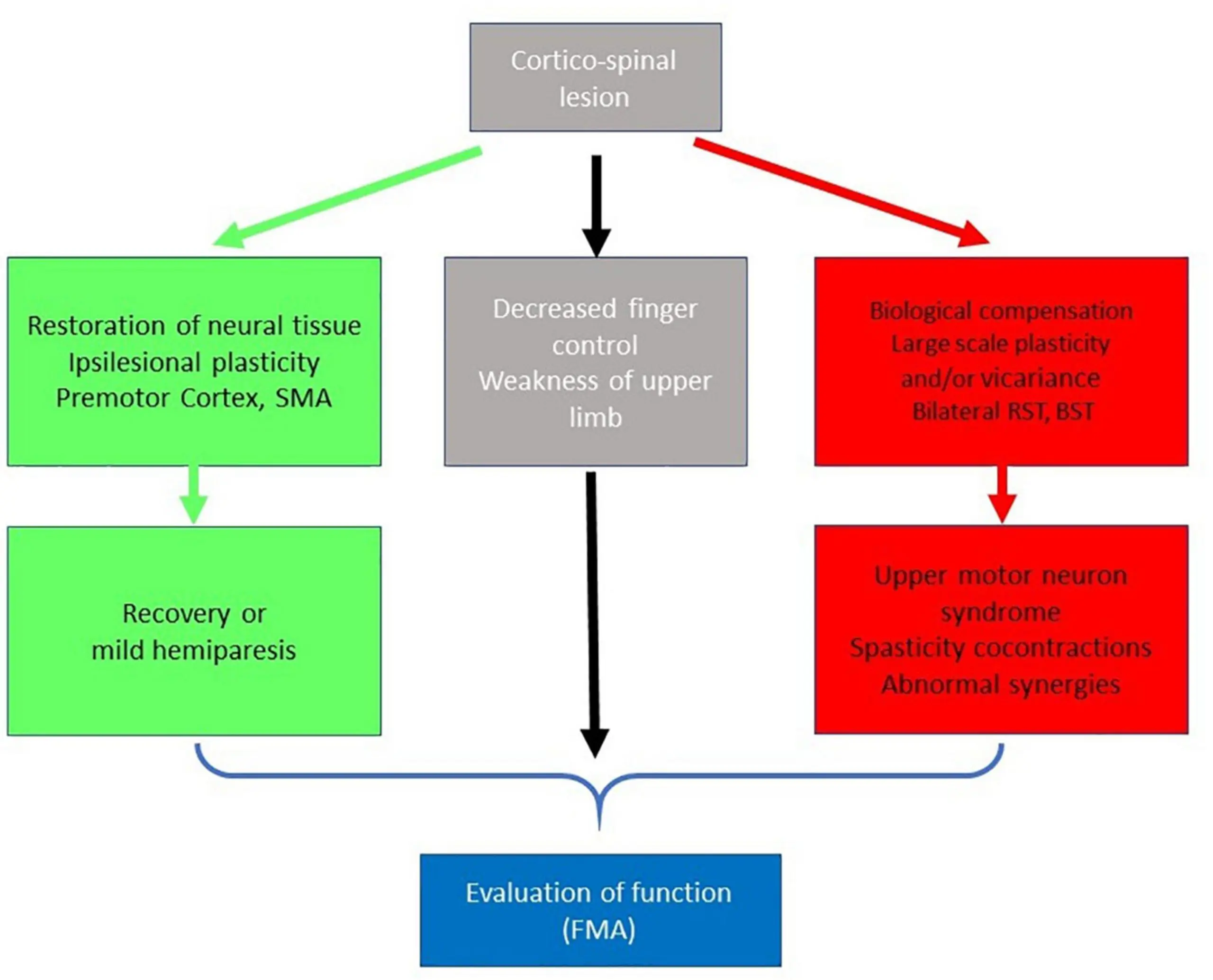 Weakness (paresis) of the limbs &#8211; formation