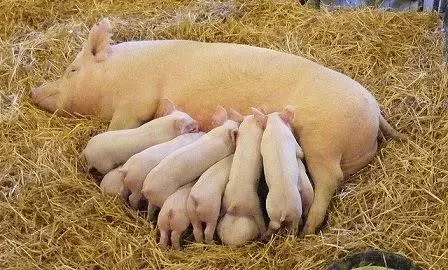 Weaning piglets from sows