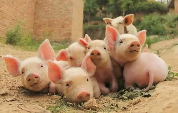 Weaning piglets from sows