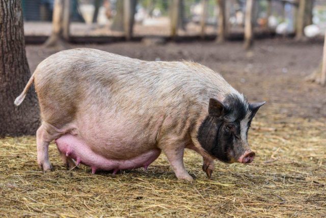 Weaning piglets from sows