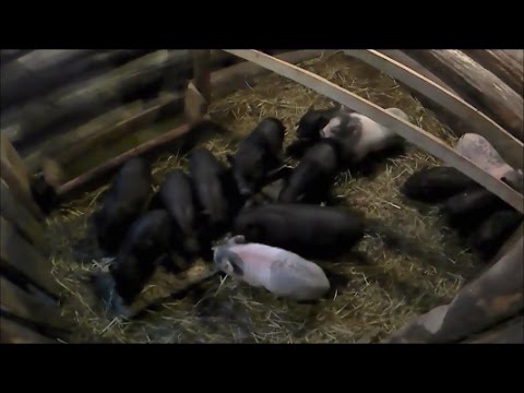 Weaning piglets from sows