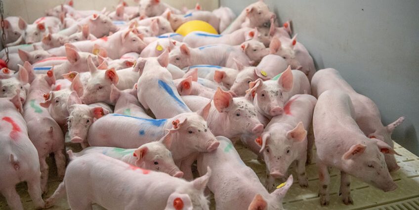 Weaning piglets from sows