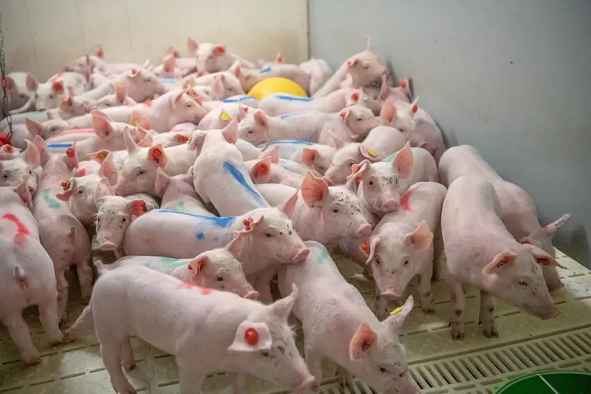 Weaning piglets from sows