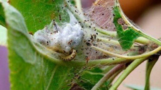 Web on an apple tree: why it appeared, how to process