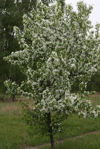 Web on an apple tree: why it appeared, how to process