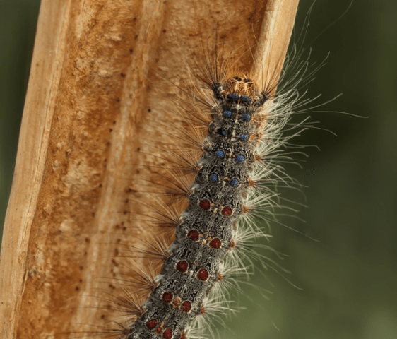 Web on an apple tree: why it appeared, how to process