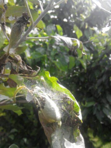 Web on an apple tree: why it appeared, how to process