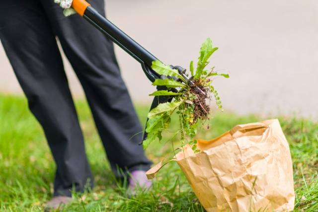 Weed control