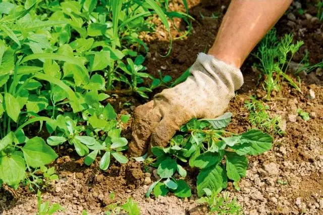 Weed control folk remedies 