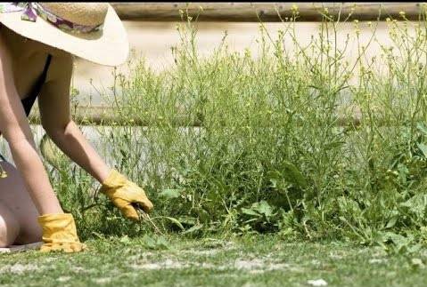 Weed killer Tornado