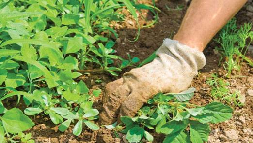 Weed shiritsa thrown back: control measures