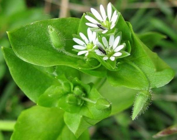 Weed wood lice: how to get rid of 