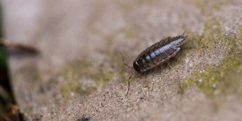 Weed wood lice: how to get rid of 