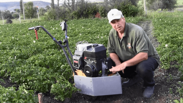 Weeding potatoes with a walk-behind tractor 