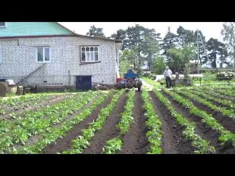 Weeding potatoes with a walk-behind tractor 