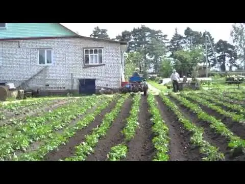 Weeding potatoes with a walk-behind tractor 