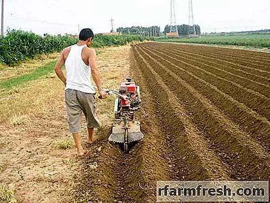 Weeding potatoes with a walk-behind tractor 