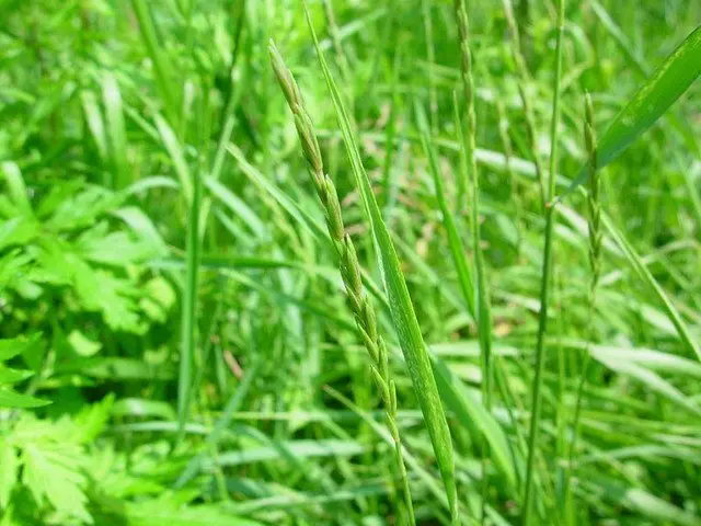 Weeds in the garden and lawn, useful weeds on the site: with names, descriptions and photos + classification