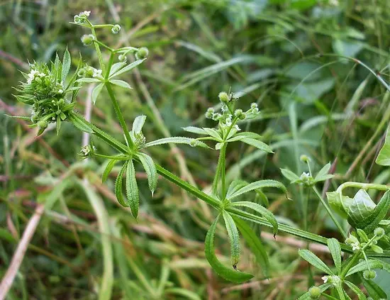 Weeds in the garden and lawn, useful weeds on the site: with names, descriptions and photos + classification