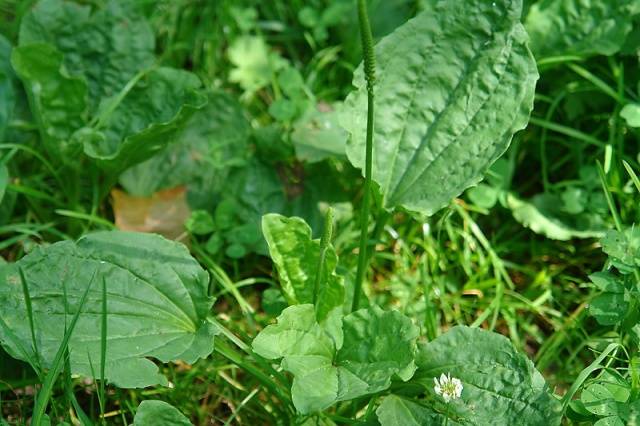 Weeds: photo and name