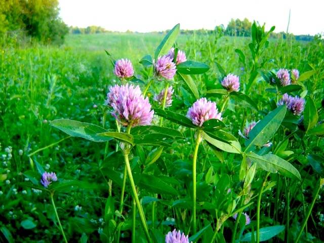 Weeds: photo and name